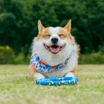 A happy corgi dog lying on grass with a toy.