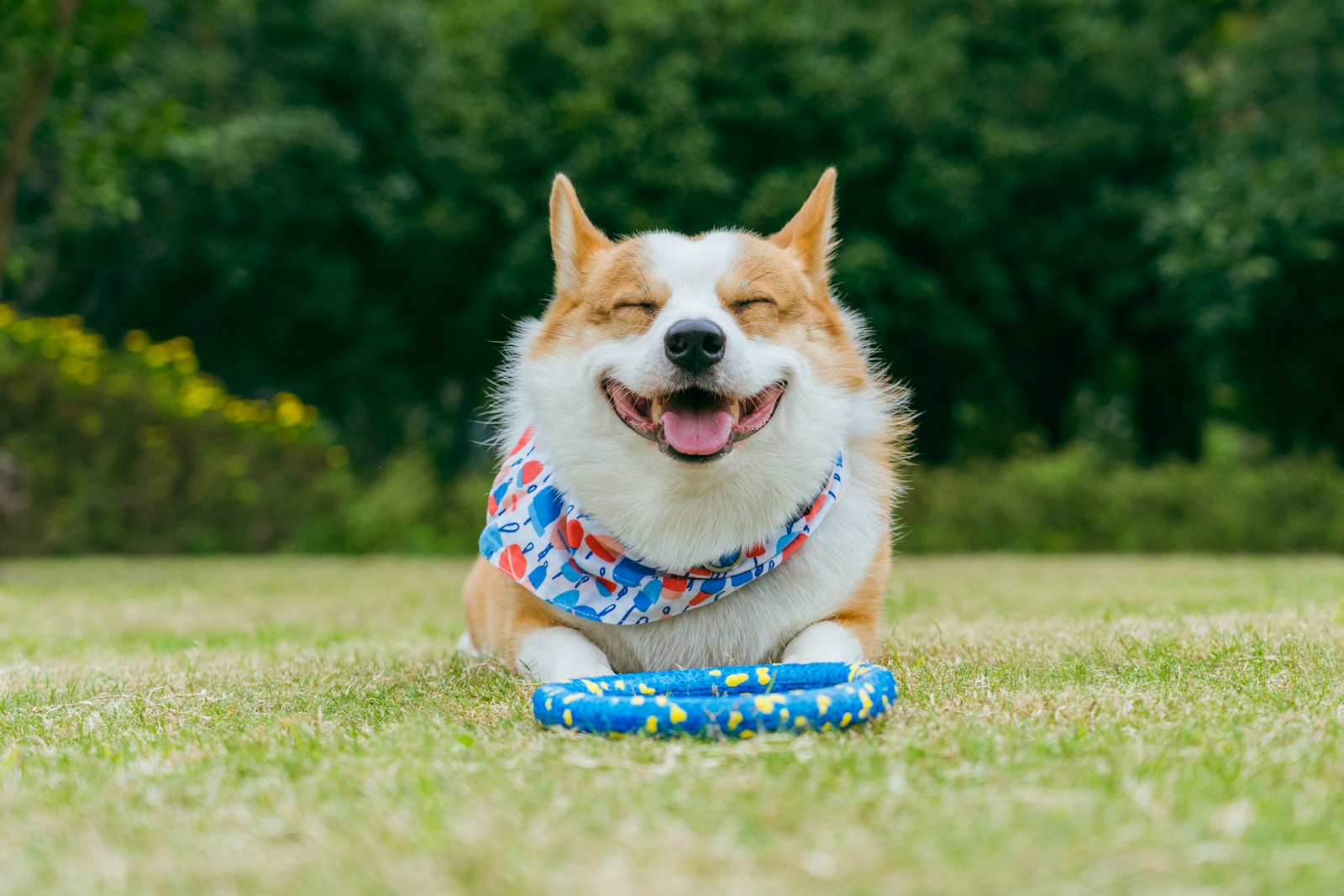 A happy corgi dog lying on grass with a toy.