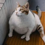 a cat sitting on a mat in a room